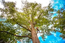 Best Tree Cabling and Bracing  in Smyrna, TN