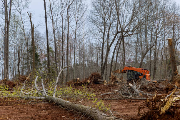 How Our Tree Care Process Works  in  Smyrna, TN